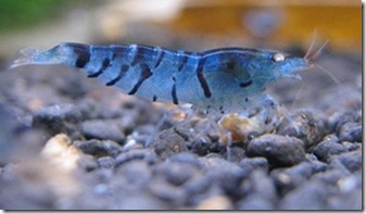 tep blue tiger – tep cop blue mat cam – caridina cantonensis sp