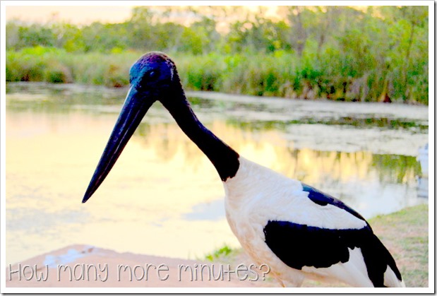 Kununurra: Crocs & a Jabiru | How Many More Minutes?