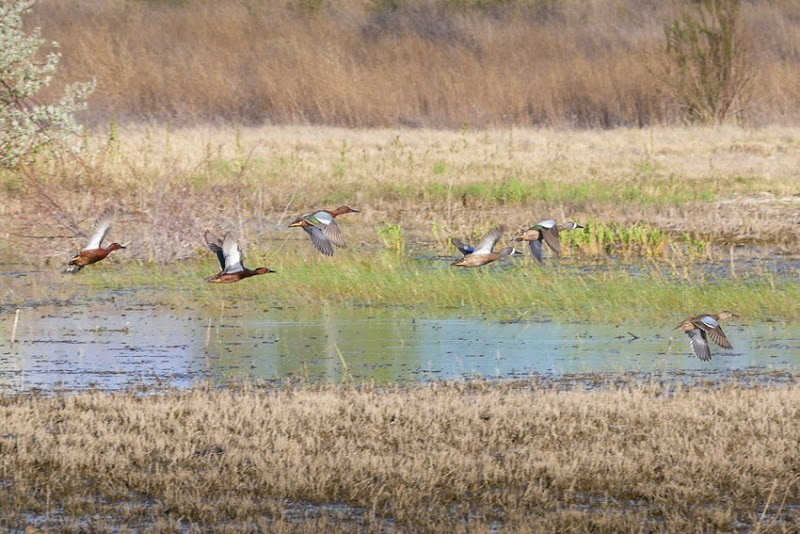Cinnamon and Blue-winged Teals in Flight P1020187