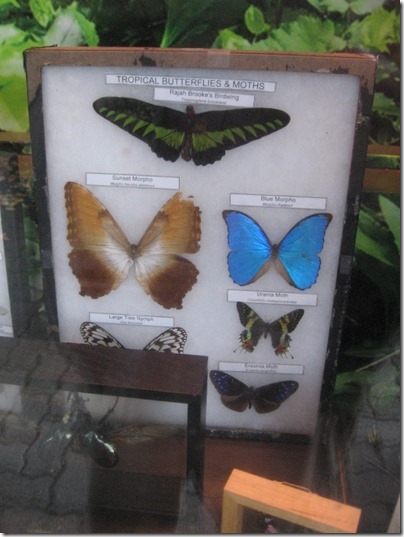 IMG_0552 Tropical Butterflies & Moths at the Oregon Zoo in Portland, Oregon on November 10, 2009