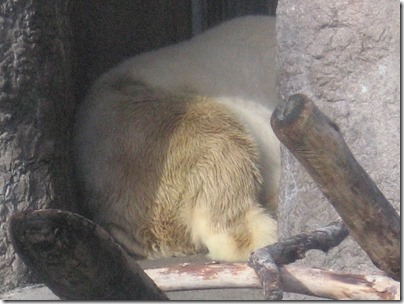 IMG_0244 Polar Bear at the Oregon Zoo in Portland, Oregon on November 10, 2009