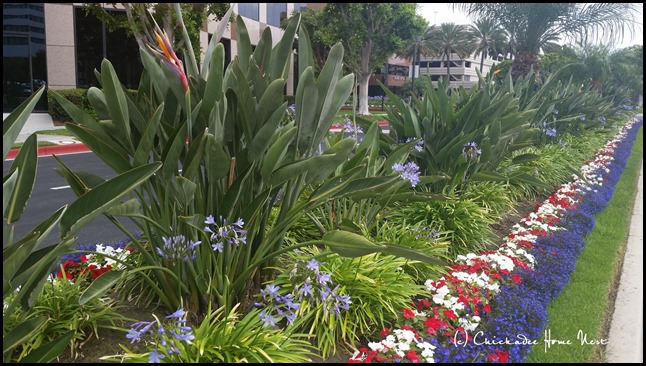 Red white and blue garden, Lily of the Nile, aganthus