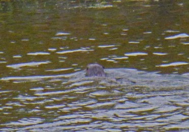 Beaver mouth of Quillayute River 