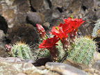 Blooming hedgehog, Peppersauce 5/6