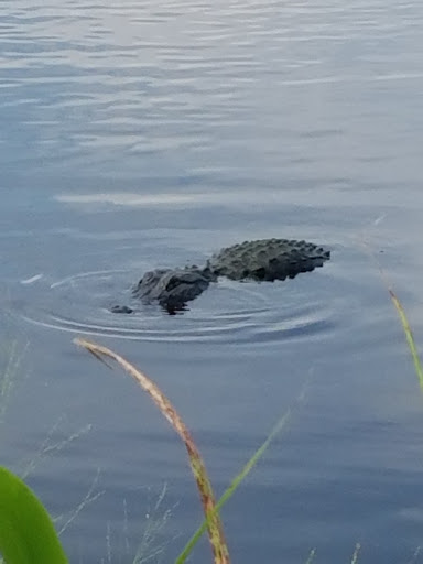 Nature Preserve «Lake Apopka Wildlife Drive», reviews and photos, 2803 Lust Rd, Apopka, FL 32703, USA