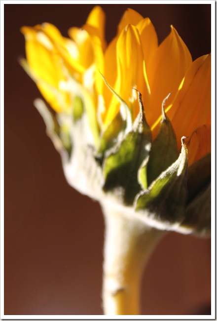 sunflowers 033