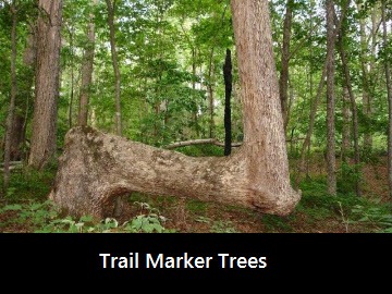 trail-marker-trees