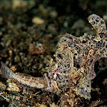 Hungry frogfish
