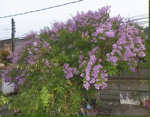 Lagerstroemia speciosa (5)