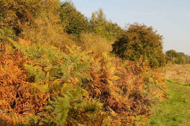 Autumn afternoon in Norfolk