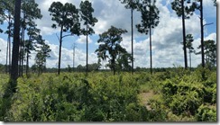 View of scrub plain