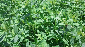 Manfaat Tanaman Obat Alfalfa yang Berkhasiat Mujarab