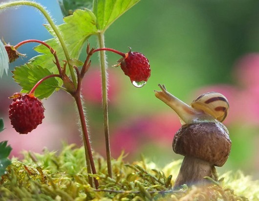 mushroom_photography_vyacheslav_mishchenko_001