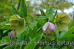 Glória Ishizaka - Hortus Botanicus Leiden - 22