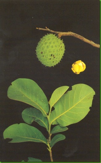 ANNONA DIOICA 1_thumb[2]