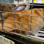 ra.a.g.f. bunny rabbit cafe in Harajuku, Tokyo in Harajuku, Japan 