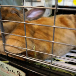 ra.a.g.f. bunny rabbit cafe in Harajuku, Tokyo in Harajuku, Tokyo, Japan