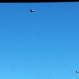 Pelicans flying in Destin FL 03202012