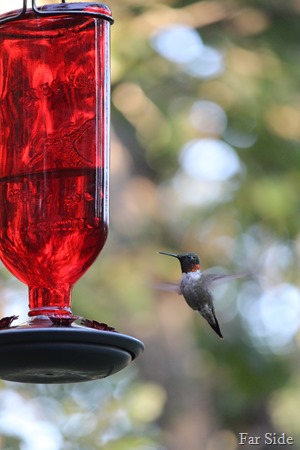 Hummer August 1