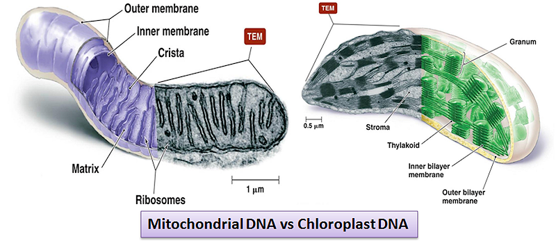 Difference between mitochondrial DNA and Chloroplast DNA