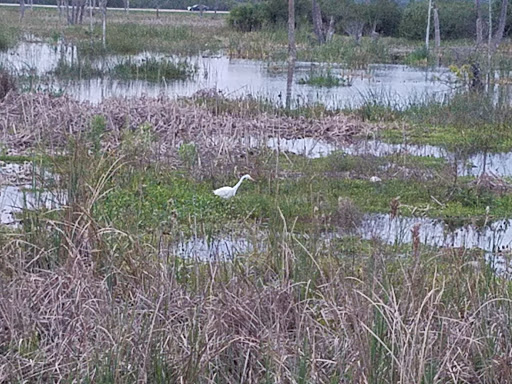 Wetland «Viera Wetlands», reviews and photos, 10001 N Wickham Rd, Melbourne, FL 32940, USA