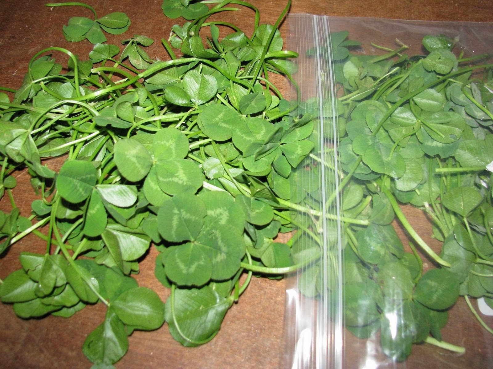 clovers, and maybe 15 or