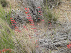 Firecracker Penstemon, Oraacle 4/29
