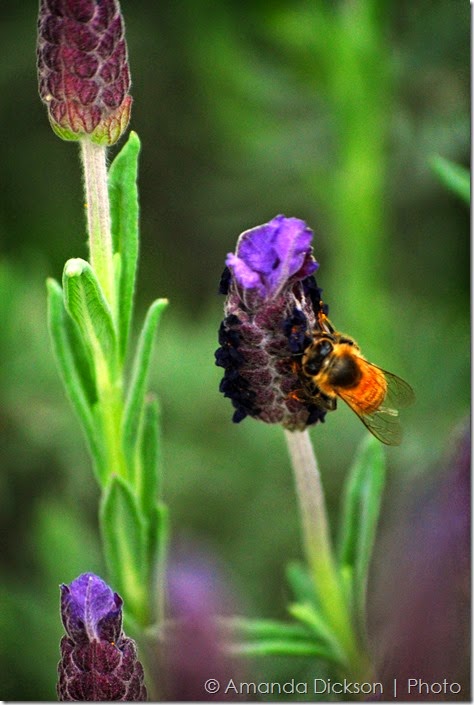Bee   Lavender 2