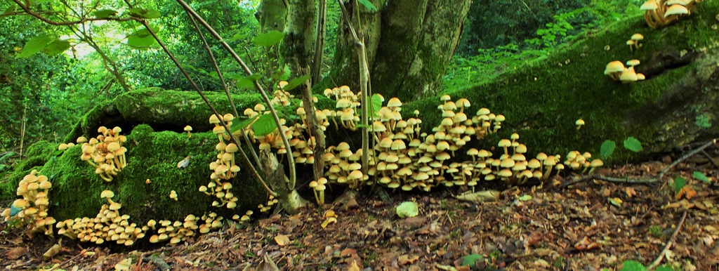 [Hypholoma%2520fasciculare%2520Sulphur%2520Tuft%255B4%255D.jpg]