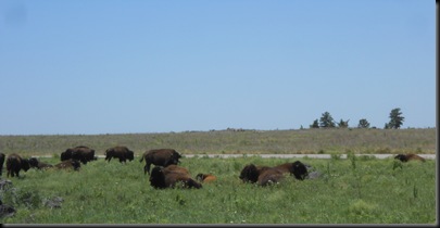 in the Wichita Mountain wildlife refuge