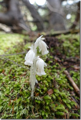 nl_corner_brook_bottlecove_indian_pipe