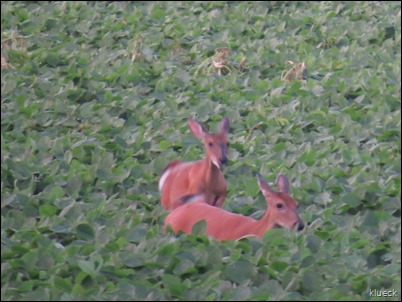 deer in soybean field