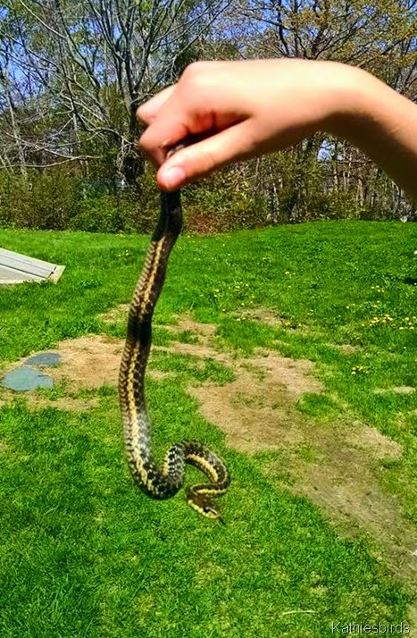 4. Garter snake in yard 5-17-15