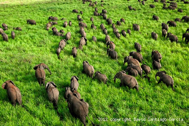 A herd of elephant on a green plain in Garamba, Congo, in 2012 Photo: David Santiago Garcia