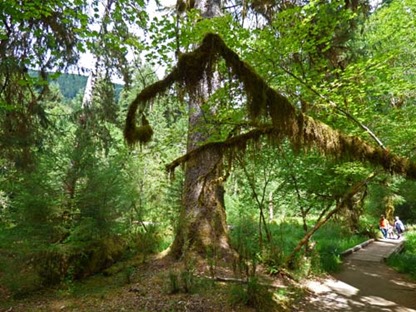 Hoh Rain Forest near Visitor's Center