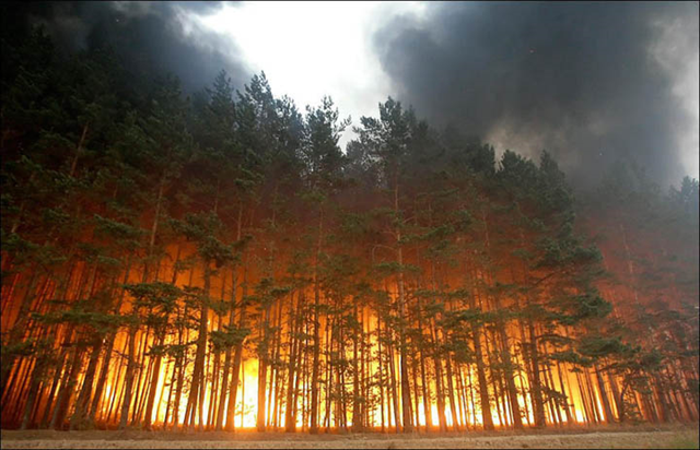 Wildfire rages through a forest in the Trans-Baikal region of Siberia, 16 April 2015. Photo: The Siberian Times