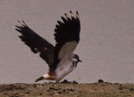 Digiscoping at Pensthorpe with Wex and Danny Porter