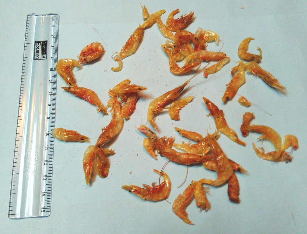 [dry-prawns-shrimps-small%2520%25285%2529%255B14%255D.jpg]