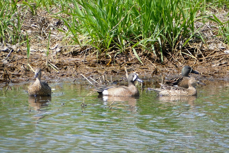 Blue-winged Teal Couples P1030605