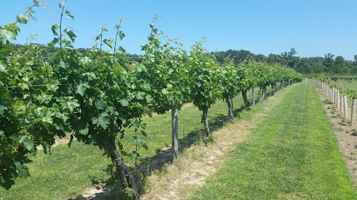 Vineyard «Cascia Vineyards & Winery», reviews and photos, 1200 Thompson Creek Rd, Stevensville, MD 21666, USA