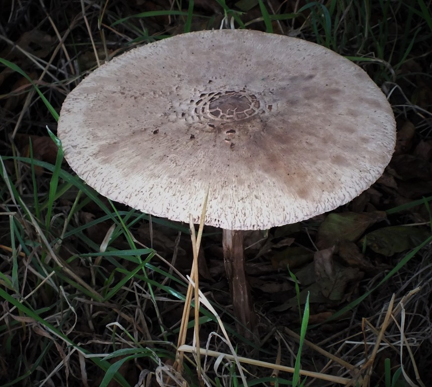 [Lepiota%2520procera%2520Parasol%2520mushroom%255B4%255D.jpg]