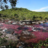 Caño Cristales - La  Macarena, Colômbia