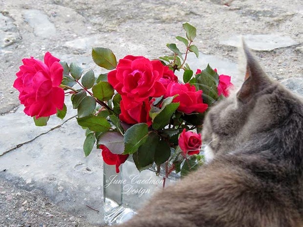 RosesVase_Kitty