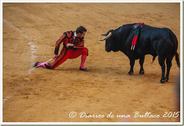 Toros1-9538