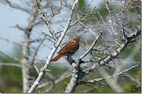 nl_cowhead_gros_morne_westernbrookpond1