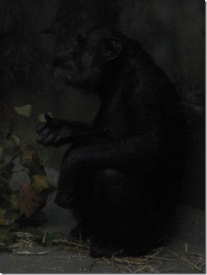 IMG_0248 Chimpanzee at the Oregon Zoo in Portland, Oregon on November 10, 2009
