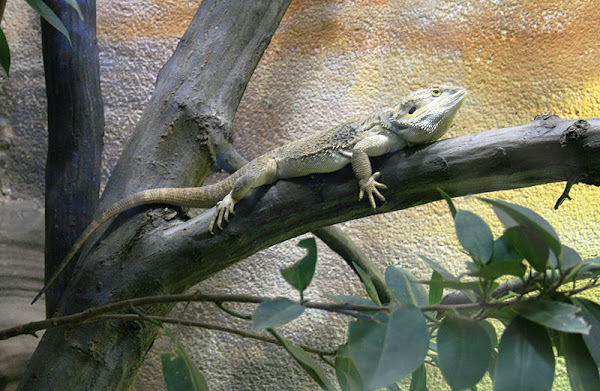 bearded dragon