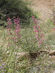 Parry's Beardtongue (Penstemon parryl) 4/3