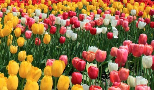 Tonami Tulip Festival