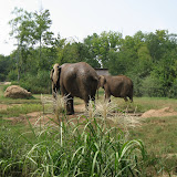 Elephants at the Nashville Zoo 09032011a